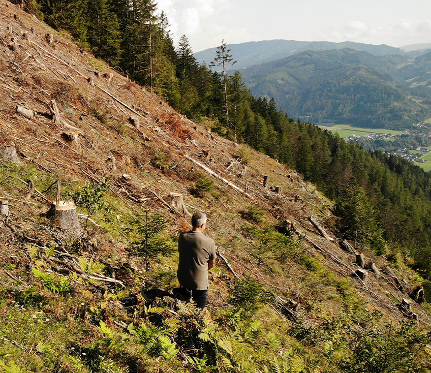 förster vor der aufforstung am Falkenberg
