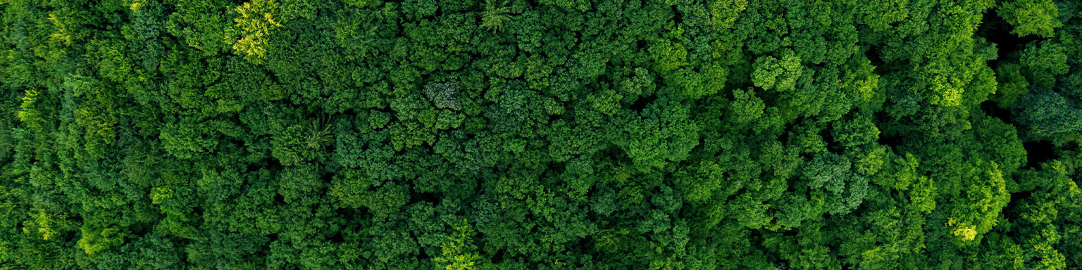 wald von oben hero image